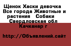 Щенок Хаски девочка - Все города Животные и растения » Собаки   . Свердловская обл.,Качканар г.